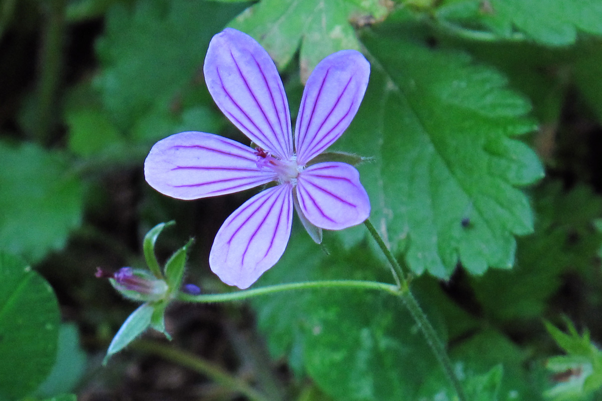 Geranium striatum. (Φωτο: Γ. Πολίτης) Geranium striatum. (Φωτο: Γ. Πολίτης)