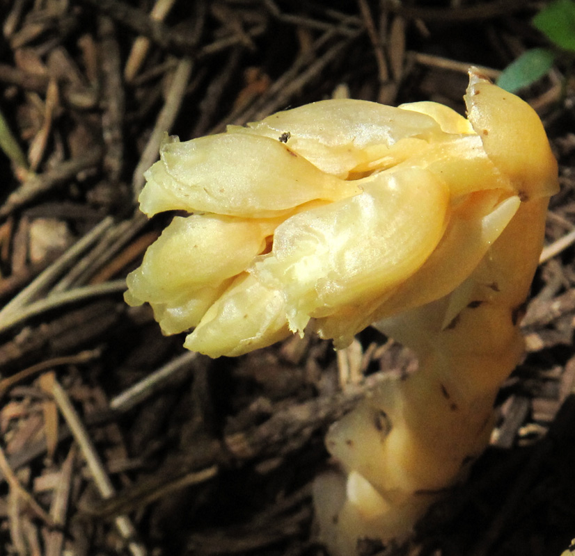 Monotropa hypopytis. (Φωτο: Γ. Πολίτης) Monotropa hypopytis. (Φωτο: Γ. Πολίτης)