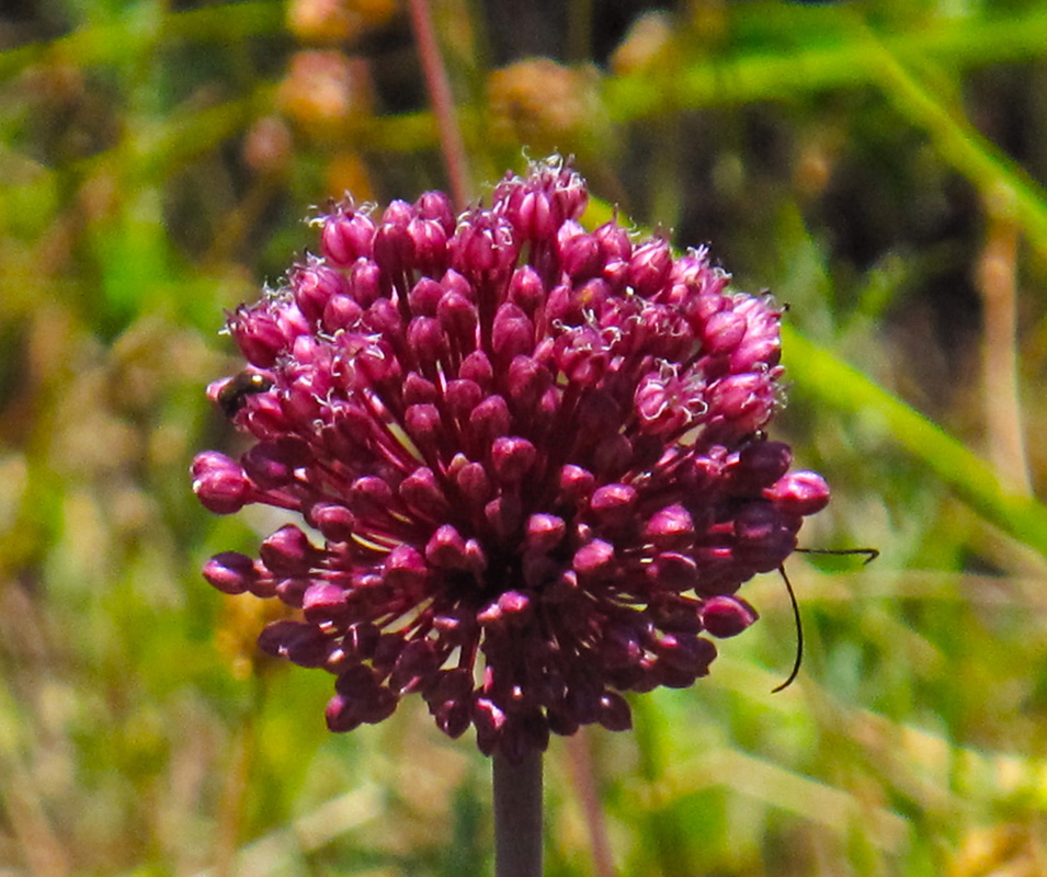 Allium sphaerocephalum. (Φωτο: Γ. Πολίτης) Allium sphaerocephalum. (Φωτο: Γ. Πολίτης)