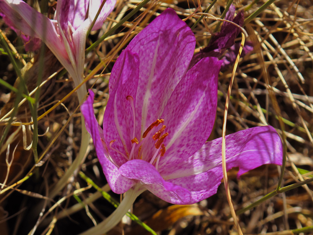 Colchicum bivonae. (Φωτο: Γ. Πολίτης) Colchicum bivonae. (Φωτο: Γ. Πολίτης)