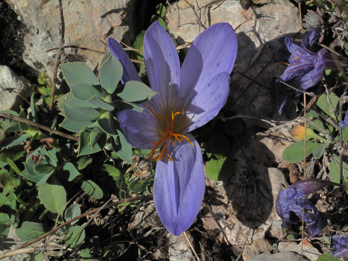 Crocus speciosus. (Φωτο: Γ. Πολίτης)