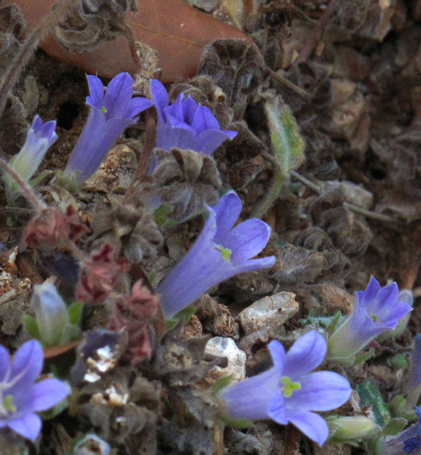 Campanula rupestris. (Φωτο: Γ. Πολίτης)