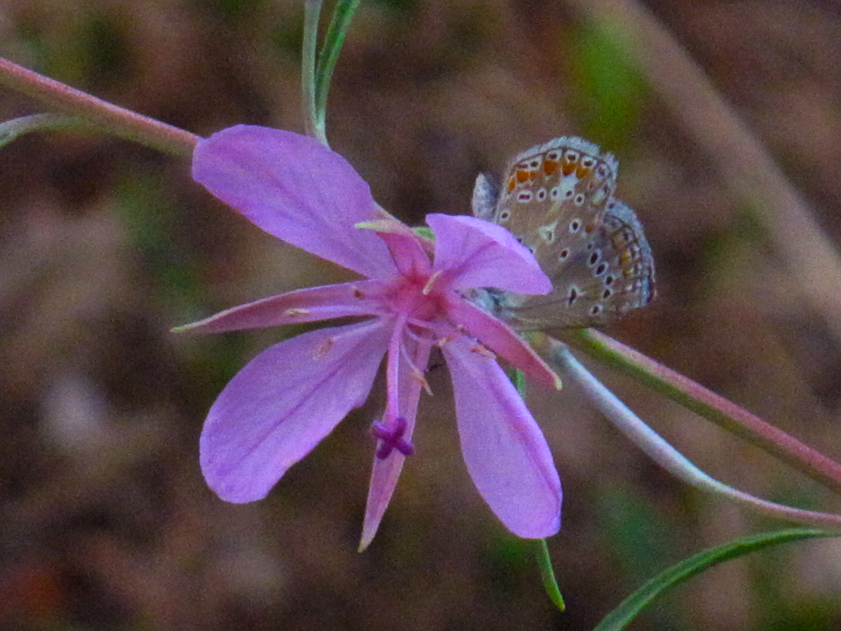 Epilobium dodonei και πεταλούδα Polyommatus thersites. (Φωτο: Γ. Πολίτης) Epilobium dodonei και πεταλούδα Polyommatus thersites. (Φωτο: Γ. Πολίτης)