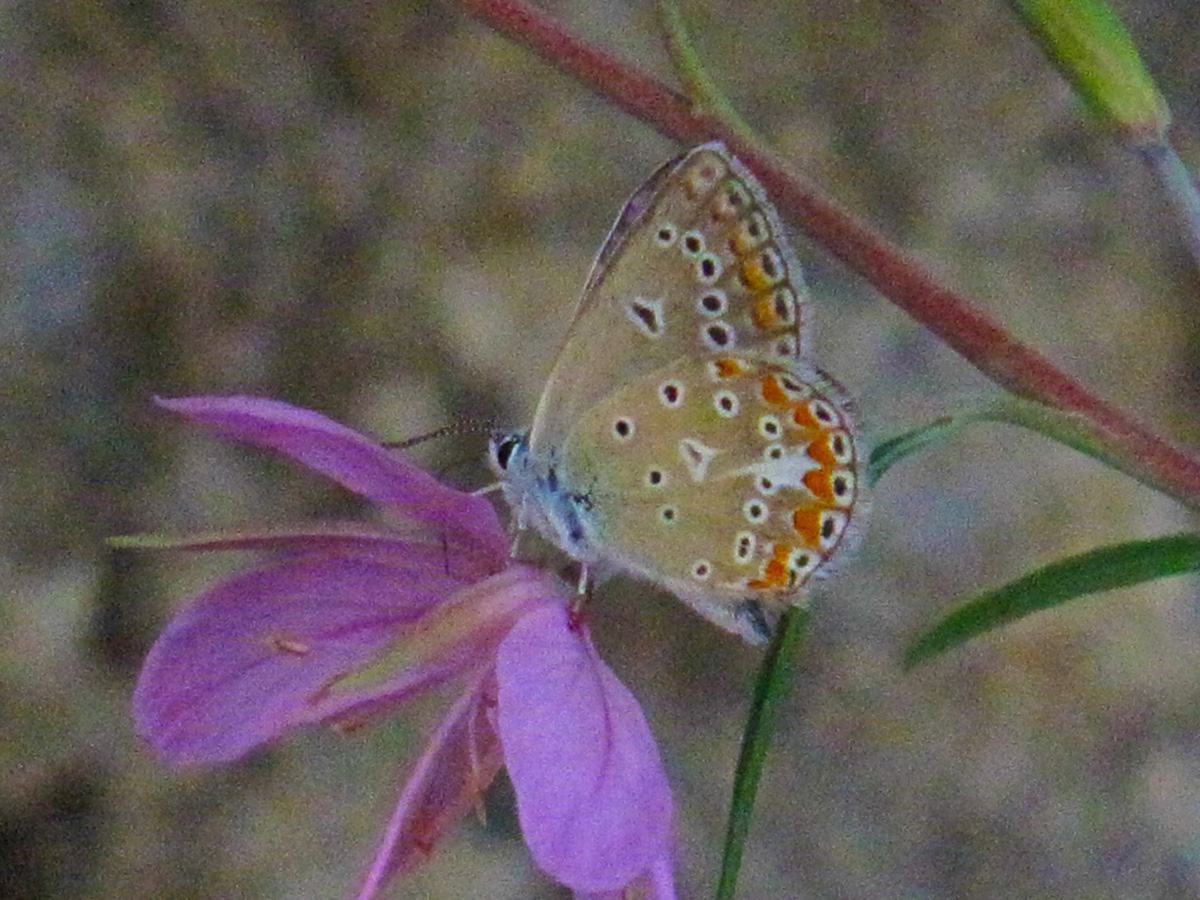 Epilobium dodonei and butterfly Polyommatus thersites. (Photo: G. Politis) Epilobium dodonei and butterfly Polyommatus thersites. (Photo: G. Politis)