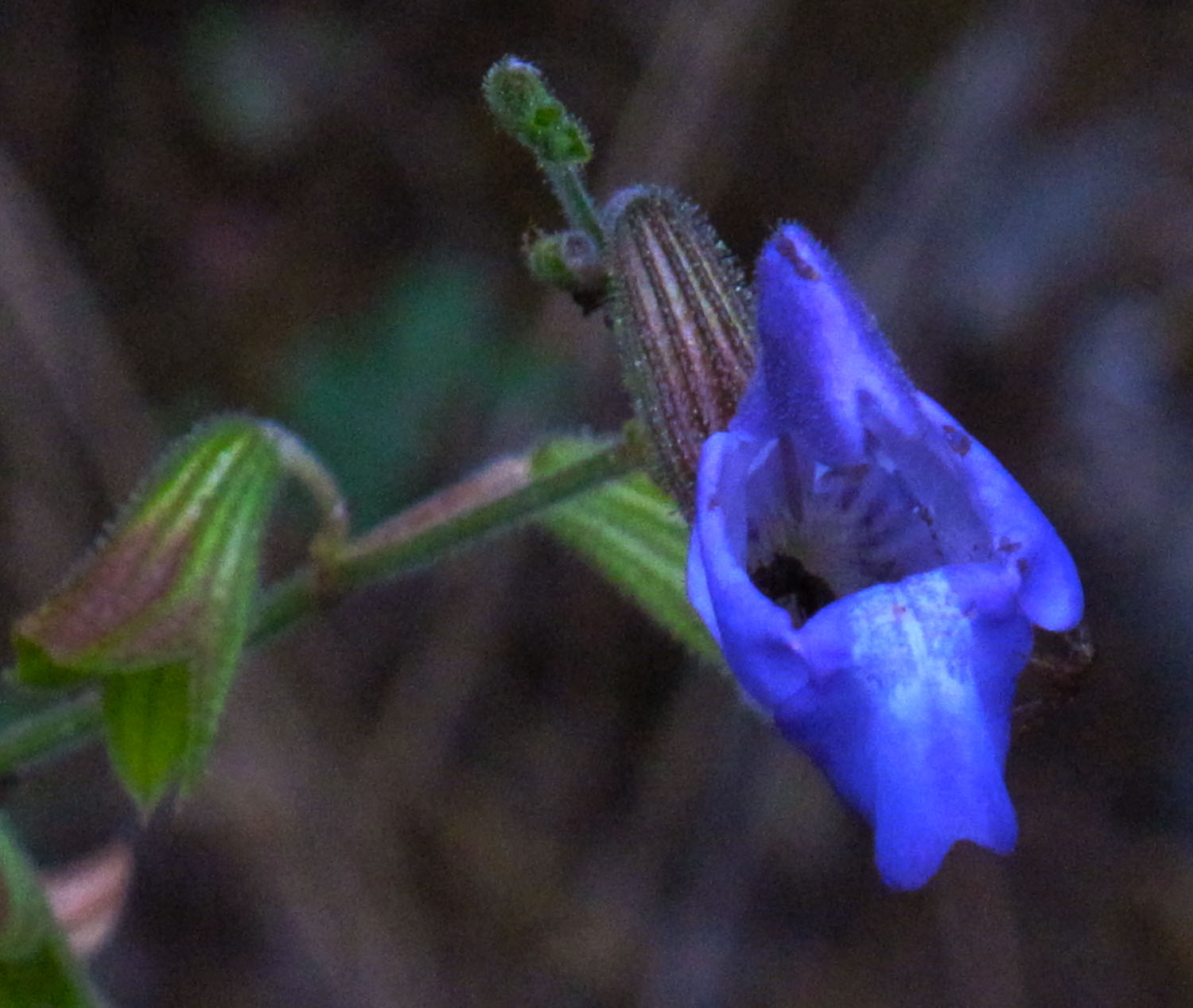 Salvia ringens. (Φωτο: Γ. Πολίτης)