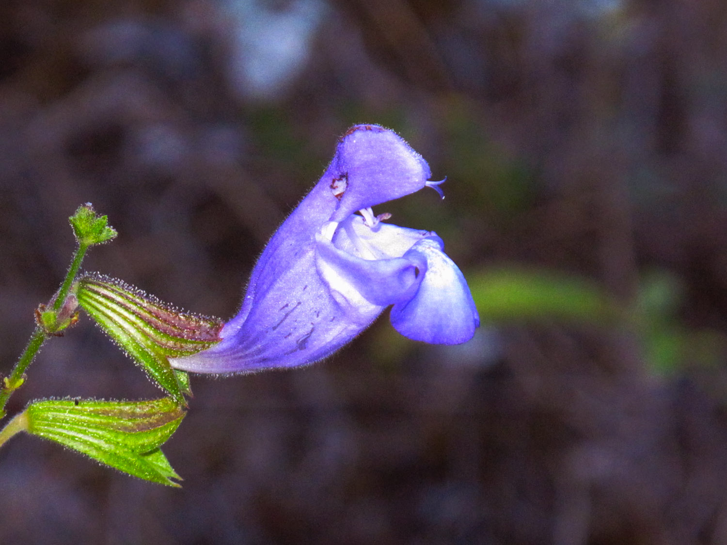 Salvia ringens. (Φωτο: Γ. Πολίτης)