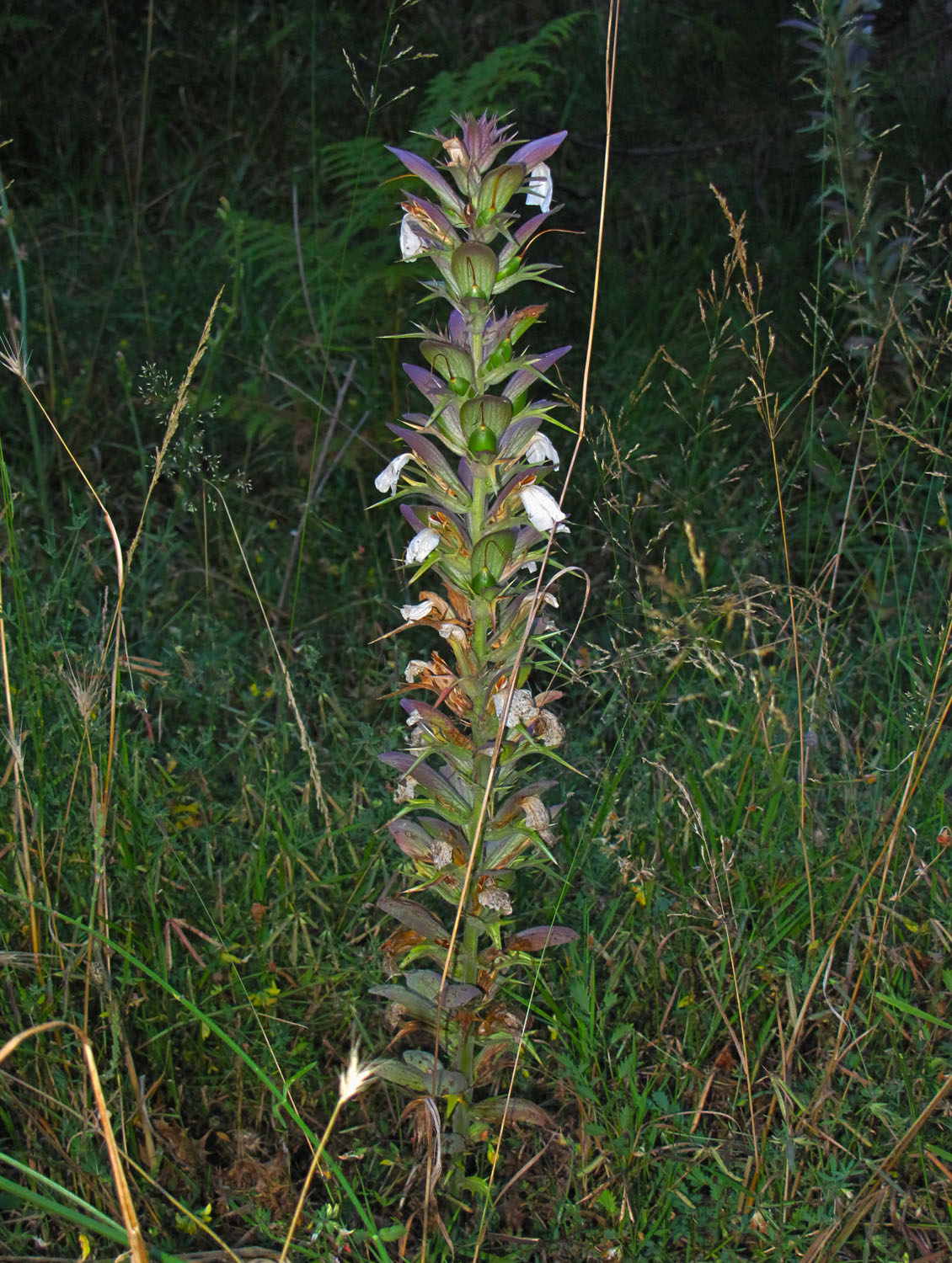 Acanthus spinosus. (Photo: G. Politis) Acanthus spinosus. (Photo: G. Politis)