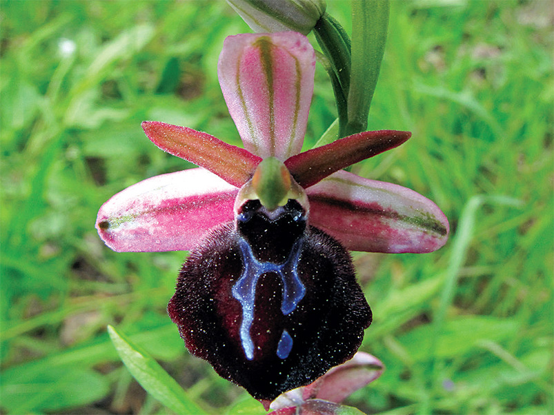 Ophrys spruneri. (Φωτο: Γ. Πολίτης) Ophrys spruneri. (Φωτο: Γ. Πολίτης)