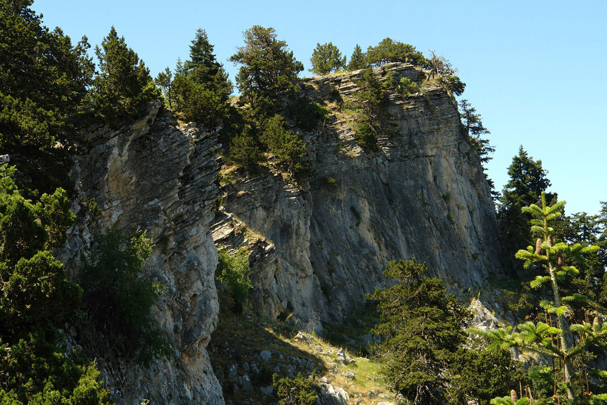 Δασική συστάδα Juniperus foetifissima fστην Οίτη. (Φωτο: Γιώργος Καρέτσος)