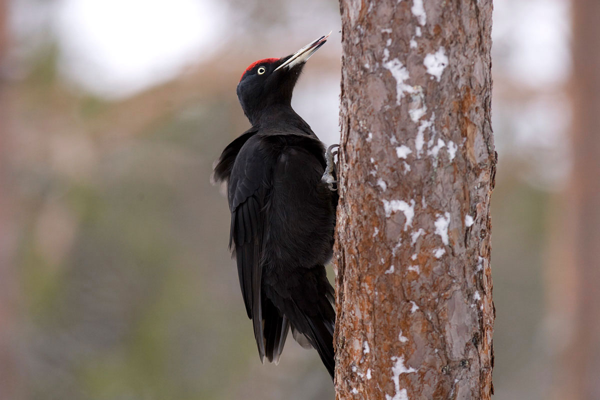 Black Woodpecker (Dryocopus martius) (Photo: Nikos Petrou) Black Woodpecker (Dryocopus martius) (Photo: Nikos Petrou)