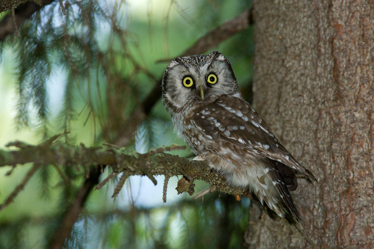 Tengmalm’s Owl (Aegolius funerus) (Photo: Nikos Petrou) Tengmalm’s Owl (Aegolius funerus) (Photo: Nikos Petrou)