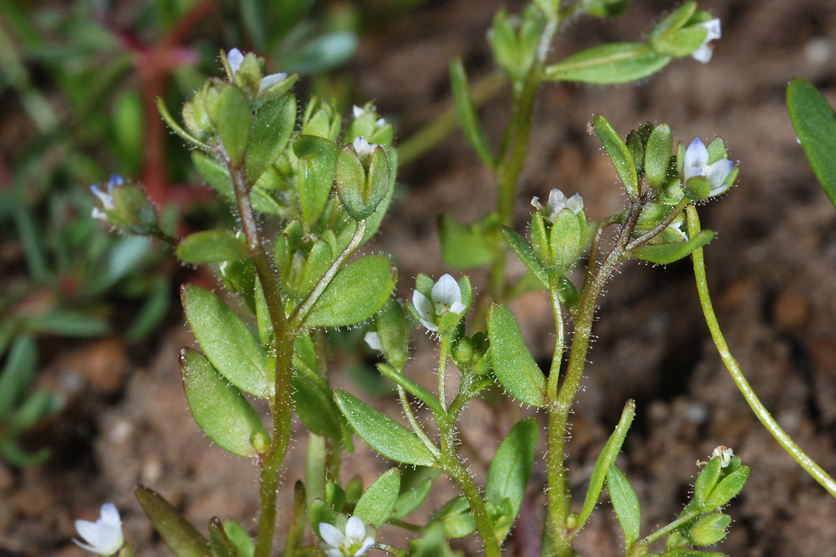 Veronica oetaea*  (Φωτο: Γιώργος Καρέτσος)