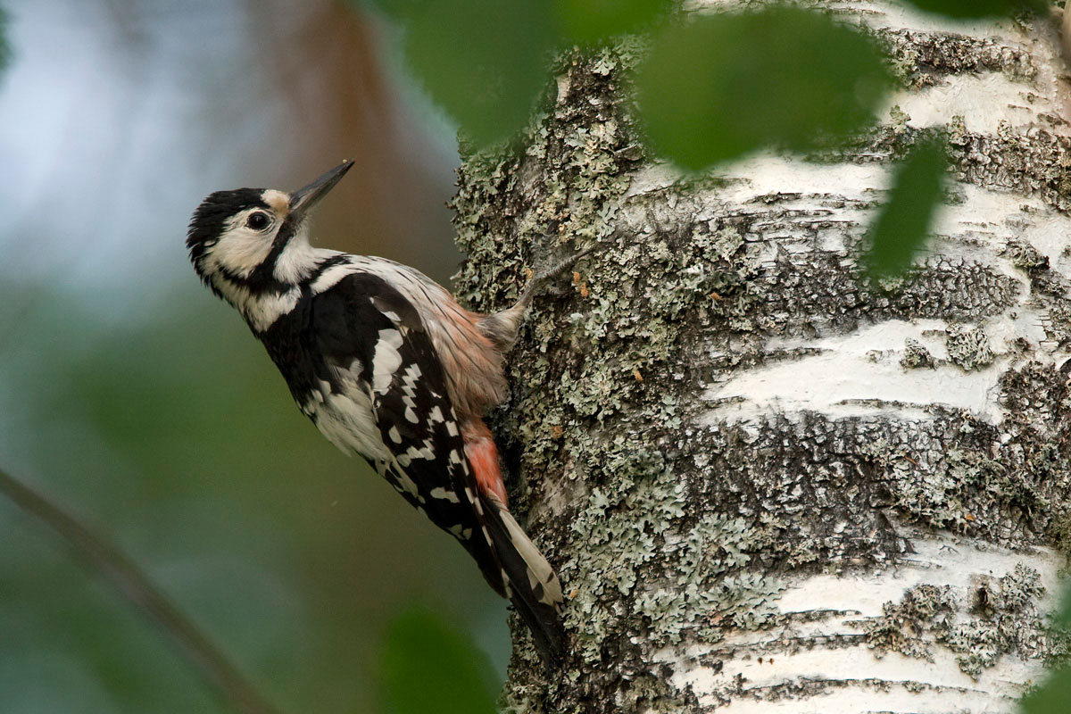 White-Backed Woodpecker (Dendrocopos leucotos) (Photo: Nikos Petrou) White-Backed Woodpecker (Dendrocopos leucotos) (Photo: Nikos Petrou)