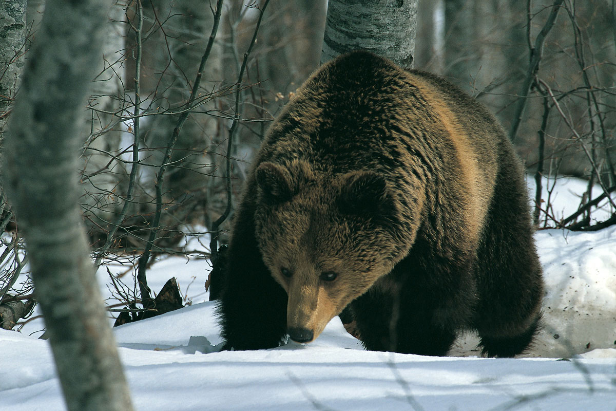 Καφέ Αρκούδα (Ursus arctos*). (Φωτο: Νίκος Πέτρου) Καφέ Αρκούδα (Ursus arctos*). (Φωτο: Νίκος Πέτρου)