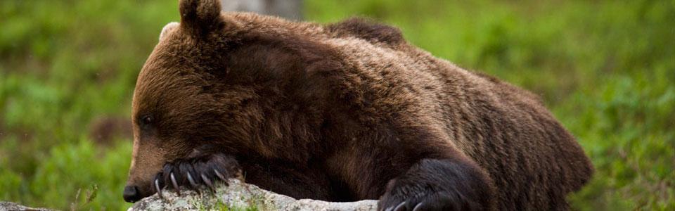 Καφέ αρκούδα (Ursus arctos*) Photo: Nikos Petrou