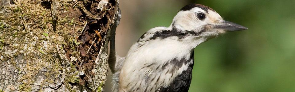 White-backed woodpecker (Dendrocopos leucotos*) Photo: Nikos Petrou