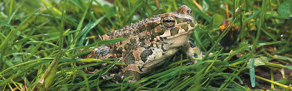 Πρασινοφρυνος (Bufo viridis*) Photo: Nikos Petrou