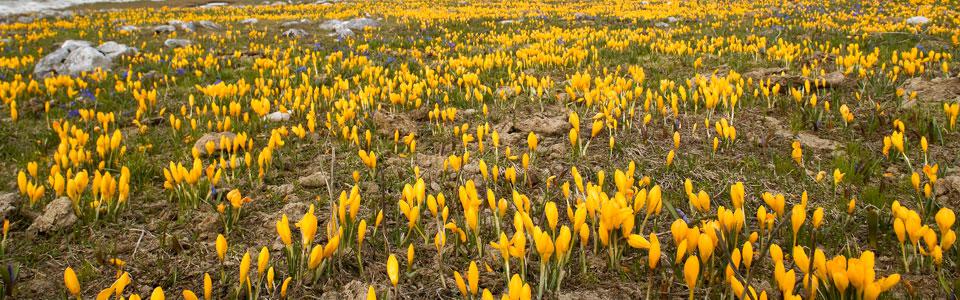 Mountain grassland with crocuses Photo: Nikos Petrou