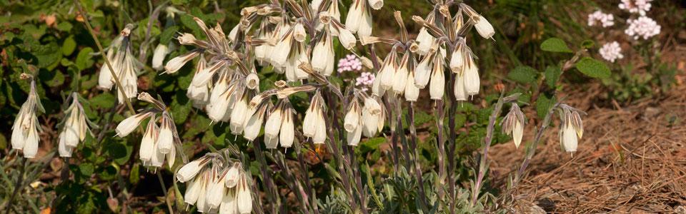 Το Onosma stridii στο Καλλίδρομο Photo: Nikos Petrou