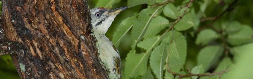 Σταχτής Δρυοκολάπτης (Picus canus*) Photo: Nikos Petrou