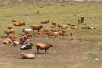 A herd of cows in a dry temprorsry pond (Photo: K.Vidakis)