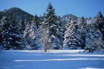 Greek Fir forests on Mt. Kallidromo. (Photo: G. Politis) 