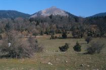 A large area was burned by wild fires on Mt. Kallidromo, above the Nevropolis plateau. (Photo: G. Politis)