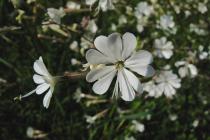 Silene sp. (Photo: G. Politis)