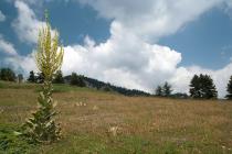 Species-rich Nardus grasslands, on siliceous substrates in Mt. Oiti. (Photo: Nikos Petrou)