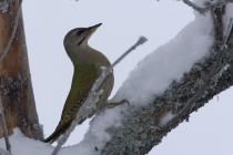 Σταχτής Δρυοκολάπτης (Picus canus*). (Φωτο: Νίκος Πέτρου)