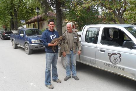 Hellenic Livestock Guarding Dog puppies were delivered to local stockbreeders (Photo: Melina Avgerinou) 