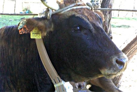 The tracking collar in place. (Photo: Giorgos Lyrintzis)