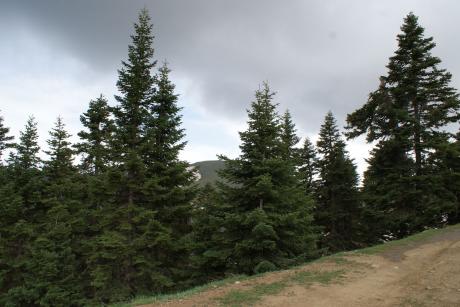The site where the Tengmalm’s Owl was heard. (Photo: S. Tsekolev)