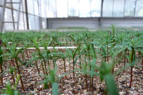 The production of seedlings has started