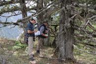 Assessment of the population structure of  Juniperus foetidissima (Photo: Giorgos Mantakas)